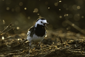 gnats surrounding pied wagtail - Chris Gomersall/2020VISION