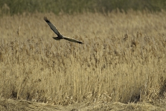 Marsh harrier - Chris Gomersall/2020VISION