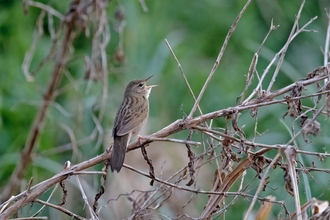 Grasshopper warbler  - Chris Gomersall/2020VISION