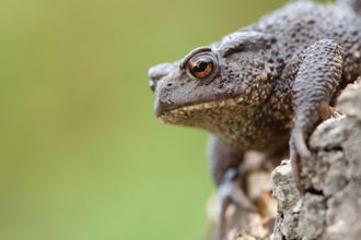 Common toad (Bufo bufo) on log