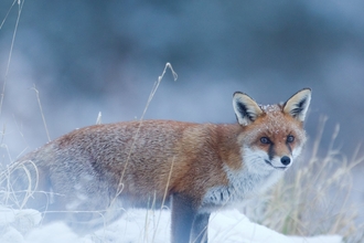 Winter fox