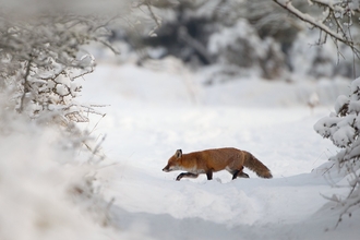 Danny Green/2020VISION - Red Fox (Vulpes vulpes)  