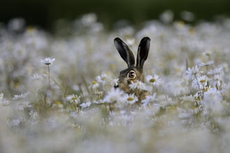 Brown Hare - David Tipling/2020VISION