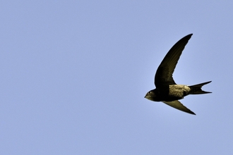 Swift - David Tipling/2020VISION