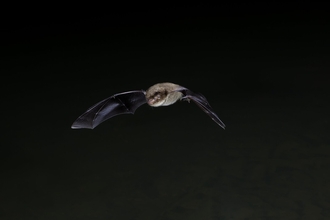 Daubentons bat - Dale Sutton/2020vision