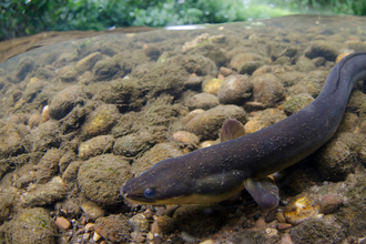 Suffolk Wildlife Trust