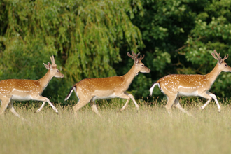 Fallow deer - Gillian Day Suffolk Wildlife Trust