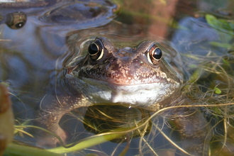 Common frog 