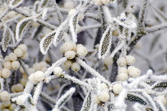 Frosty mistletoe - Zsuzsanna Bird