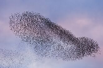 A murmuration of starlings