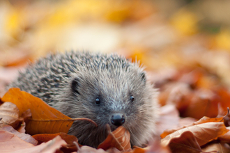Hedgehog in leaves