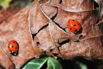 Ladybirds - Amy Lewis