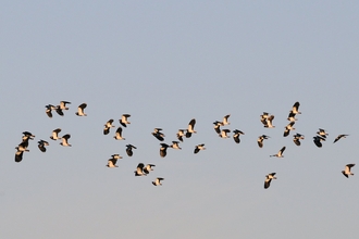 Lapwing - Nick Upton/2020VISION/naturepl.com