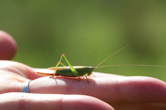 Long-winged conehead on a hand - Lianne de Mello