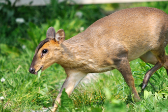 Muntjac