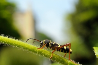 Wasp beetle (Clytus arietis) - Nick Upton/2020VISION
