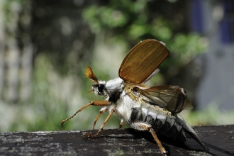 Common cockchafer - Nick Upton