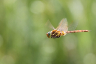 Norfolk hawker dragonfly - Jamie Hall