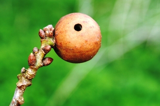 Marble gall - Amy Lewis