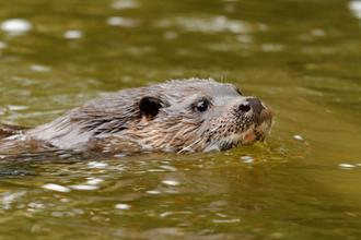 Otter - Amy Lewis