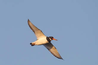 Oystercatcher - Peter Cairns/2020VISION