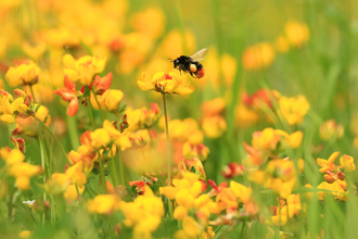Red-tailed bumblebee on bird's foot trefoil - Jon Hawkins