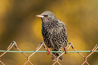 Starling, Sturnus vulgaris, winter plumage, UK - Dawn Monrose