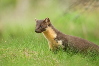 Pine marten - Terry Whittaker/2020VISION Suffolk Wildlife Trust