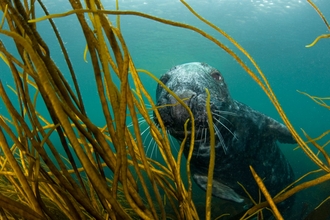 Suffolk Wildlife Trust