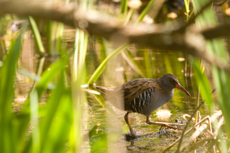 Water rail - Amy Lewis