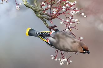 Waxwing - Donald Sutherland