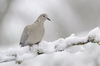 Collared dove  