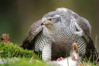 Goshawk - Andrew Mason