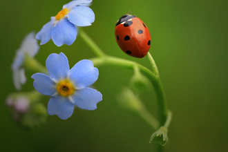 7 spot ladybird - Jon Hawkins