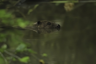 Beaver - Russell Savory