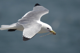 Kittiwake