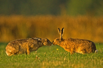 Hares - Russell Savory 