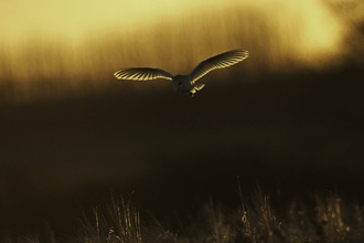 Barn owl - Russell Savory