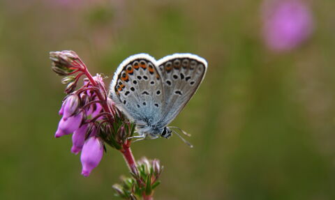 Suffolk Wildlife Trust