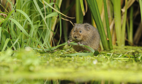 Suffolk Wildlife Trust