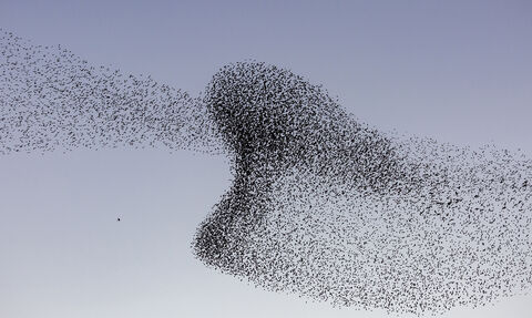 Starling murmuration at the Hen Reedbeds
