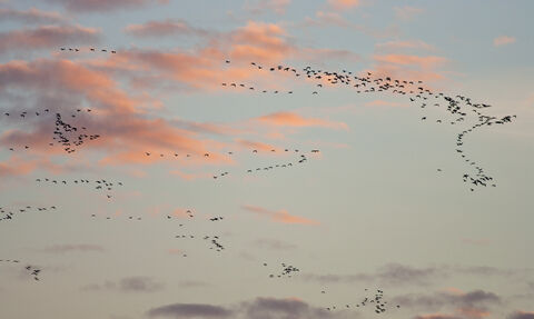 Pink footed geese by Guy Edwardes