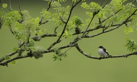 Pied flycatcher 