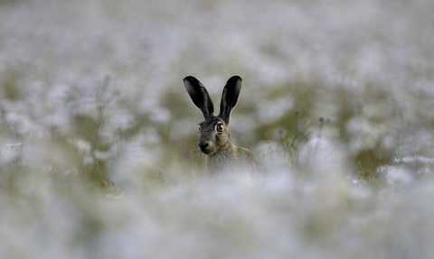 hare