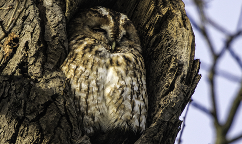 A tawny owl sitting in the hole of mature tree