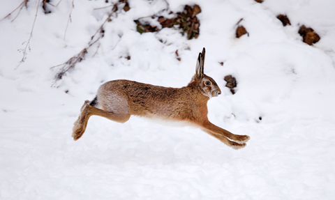 A hare leaping through a snowy landscape