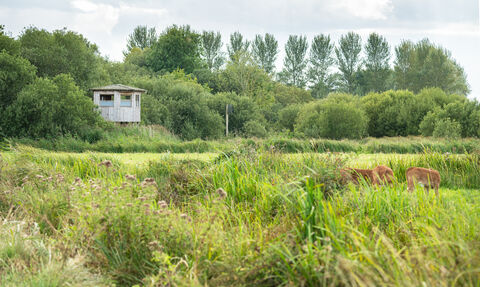 Round Water Hide, Carlton Marshes 2021