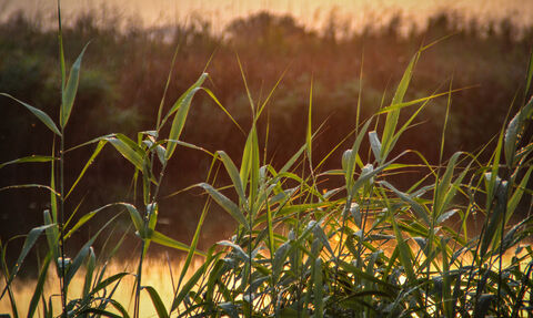 A sunset reedbed