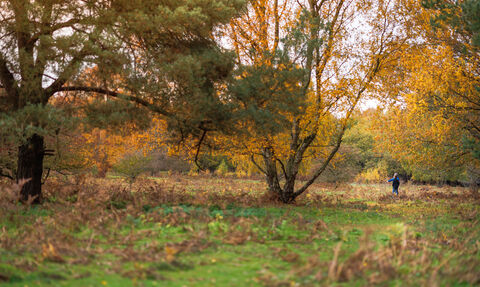 Knettishall Heath Autumn 2025