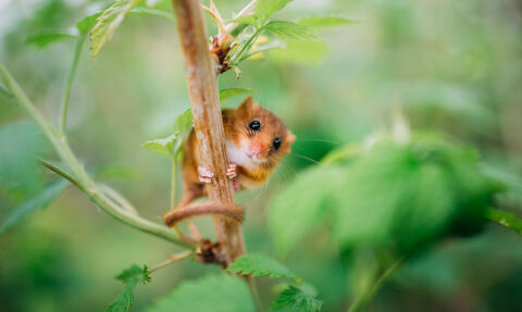 Dormouse